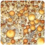 Псилоцибиновые (галлюциногенные)  грибы Psilocybin "Golden Teacher" в Судогде