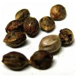 Семена марихуаны АК-47  (Seeds AK-47) в Судогде